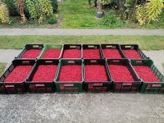 Šipkovy sirup na imunitu -čerstvé šípky - 4