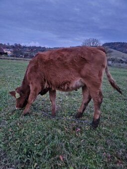 Predám jalovicku (jalovicu, teľa, býka, býčka ) za výhodnú - 4
