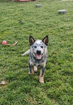 Australsky dobytkarsky pes - 4