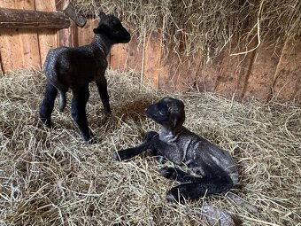 Cigaja berrichon - 4