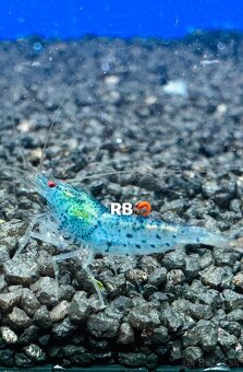 PREMIUM AKVA KREVETKY Caridina a Neocaridina - Odber Zilina - 4