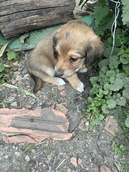 Šteniatka na darovanie - 4