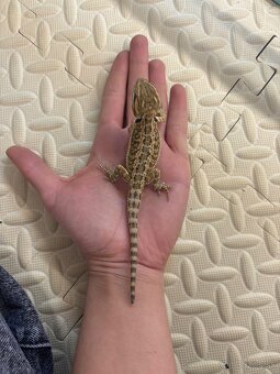 Agama bradatá - 4