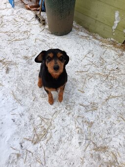 Darujem šteniatka - 4