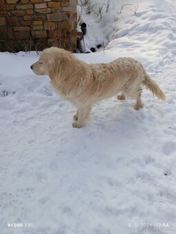 Zlatý retriever - 4
