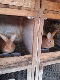 Burgundský králik-samice - 4