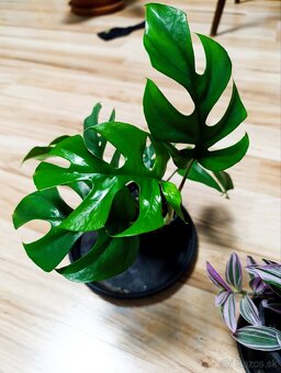 Ponúkam Zelenec, monstera minima, difenbachia - 4