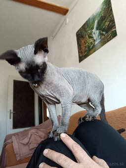 predám sphynx mačiatko - 4