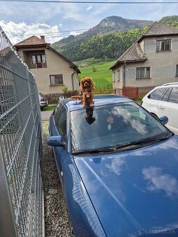 Cavalier king Charles spaniel - 4