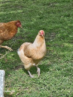 Predám nasadové vajíčka araucana - 4