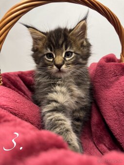 Mainská mývalia mačka / Maine Coon mačiatka - 4