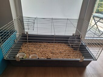 Králik Trpasličí - 4