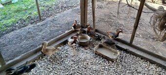 Predám Kačice Mandarinske - 4