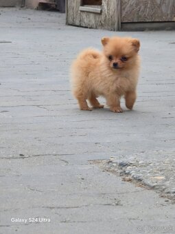 Pomeranian spic - 4