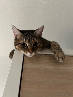 Luna Hľadá nový domov - 4