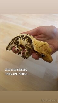 Predám ciliatov z vlastného chovu - 4