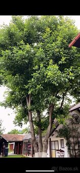 Orazávanie a výrub stromov - 4