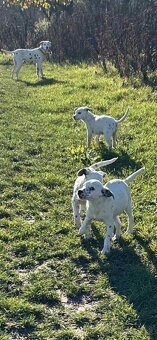 Darujem dve šteniatka - 4