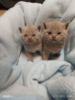 Britske maciatka - 4