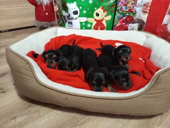 Yorkshirsky terier - 4