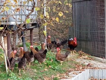 Vlaška jarabičia -leghorn brown - 4