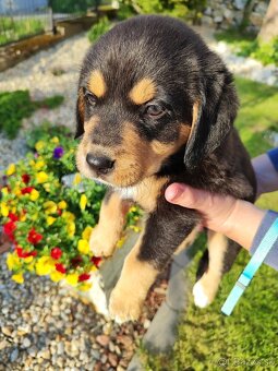 Labrador - Šteniatko psíka labradora - 4