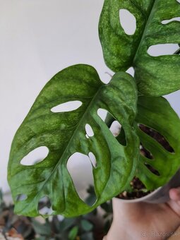 Monstera adansonii mint - 4
