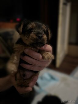 Yorkshire terrier - 4