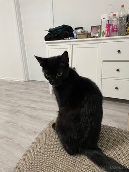 Darujem mačičku - 4