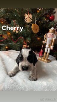 Anglický kokeršpaniel – šteniatka s PP - 4