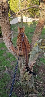 Bengalsky kocurik na krytie - 4