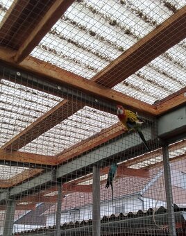 Korela a spevavý - 4