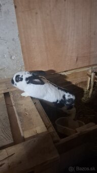 Predam  kraliky - 4
