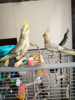 Korela chocholata straka - 4