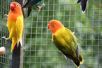 Agapornisy fischeri - 4