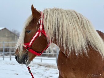 Švédsky Ardén - plemenný žrebec - 4
