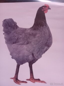Mladky - 4