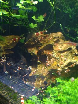 Krevety Crystal Red (Caridina cf. cantonensis) 1,80€ - 4