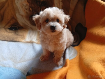 Maltipoo - inzerát platný do zmazania - 4