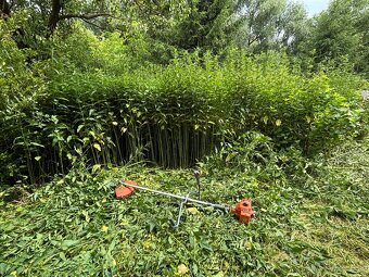 Úprava záhrad a živých plotov, vypiľovanie tují, kosenie - 4