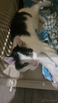 Darujem 4,5 mesačného kocúrika - 4