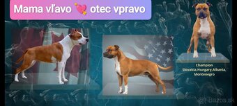 Pes na krytie s PP Americký stafordšírsky teriér - 4