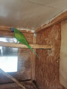 Alexander cinsky - 4