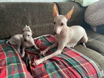 Peruánsky naháč malý - 4