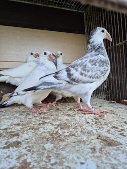 Predám mlade staropolske holuby 8€ ks 0904 164 456 - 4