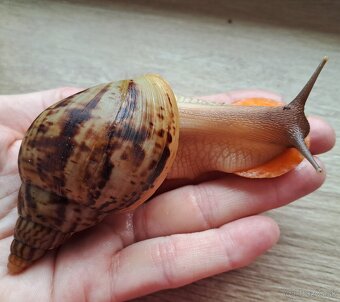 Africký slimák Lissachatina reticulata klasik mladé - 4
