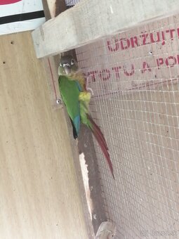 Pyrura žlto prsa - 4