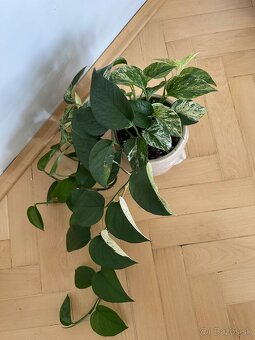 Epipremnum - 4