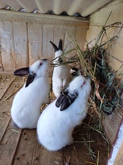 KALIFORNSKE KRALIKY - 4