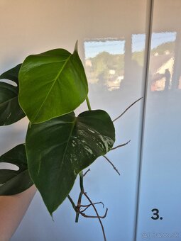 Monstera Albo Variegata 🪴 - 4